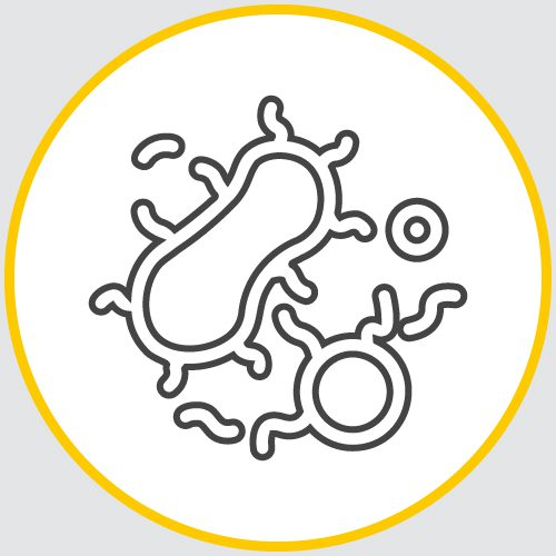 a drawing of the outline of a series of organisms encased in a yellow circle